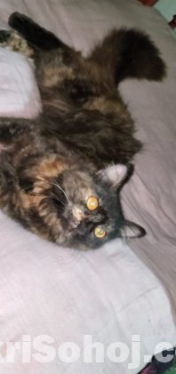 পার্সিয়ান বিড়াল